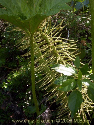 Bild von Gunnera tinctoria (Nalca / Pangue). Klicken Sie, um den Ausschnitt zu vergrössern.