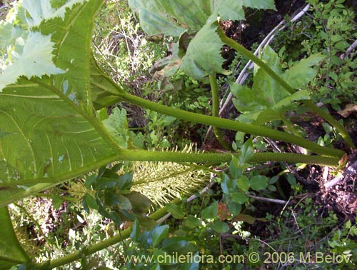 Фотография Gunnera tinctoria (Nalca / Pangue). Щелкните, чтобы увеличить вырез.