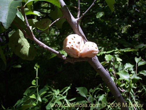 Фотография Cyttaria berteroi (Pinatra / Curacucha). Щелкните, чтобы увеличить вырез.