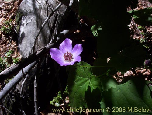 Imágen de Corynabutilon viride (Huella). Haga un clic para aumentar parte de imágen.