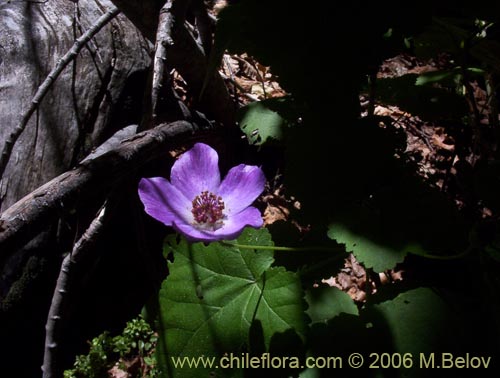 Imágen de Corynabutilon viride (Huella). Haga un clic para aumentar parte de imágen.