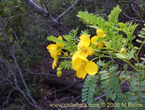 Imágen de Senna arnottiana (Quebracho / Alcaparra / Tara). Haga un clic para aumentar parte de imágen.