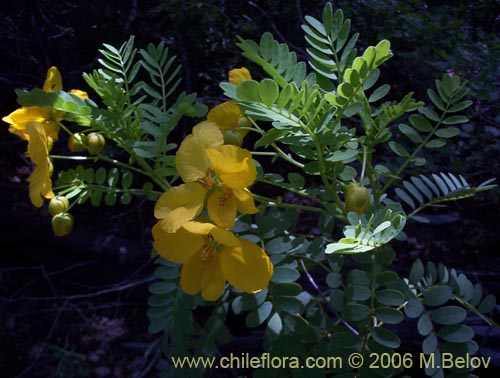 Imágen de Senna arnottiana (Quebracho / Alcaparra / Tara). Haga un clic para aumentar parte de imágen.