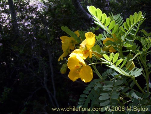 Image of Senna arnottiana (Quebracho / Alcaparra / Tara). Click to enlarge parts of image.