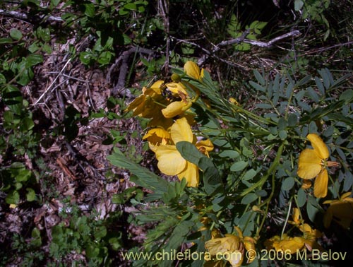 Imágen de Senna arnottiana (Quebracho / Alcaparra / Tara). Haga un clic para aumentar parte de imágen.