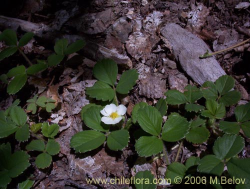 Imágen de Fragaria chiloensis (Frutilla silvestre). Haga un clic para aumentar parte de imágen.