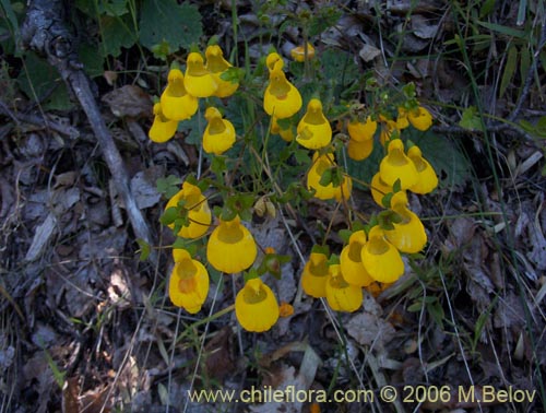 Image of Calceolaria corymbosa (). Click to enlarge parts of image.