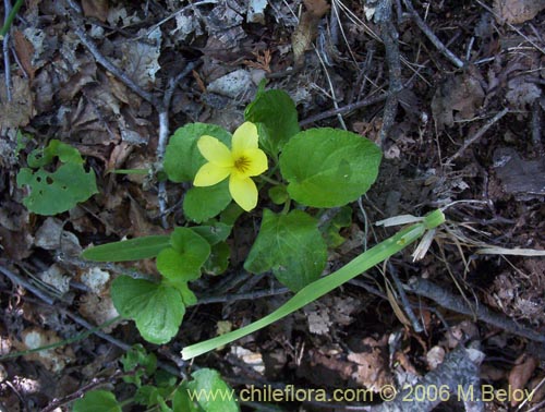 Image of Viola maculata (Violeta amarilla). Click to enlarge parts of image.