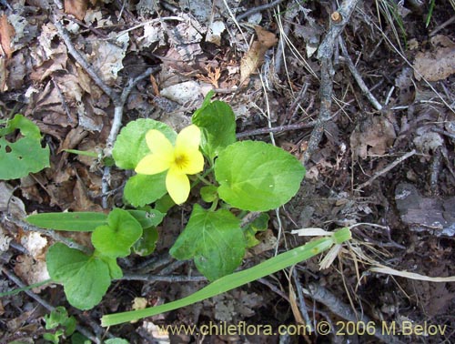 Image of Viola maculata (Violeta amarilla). Click to enlarge parts of image.