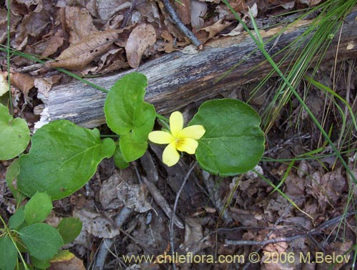 Image of Viola maculata (Violeta amarilla). Click to enlarge parts of image.