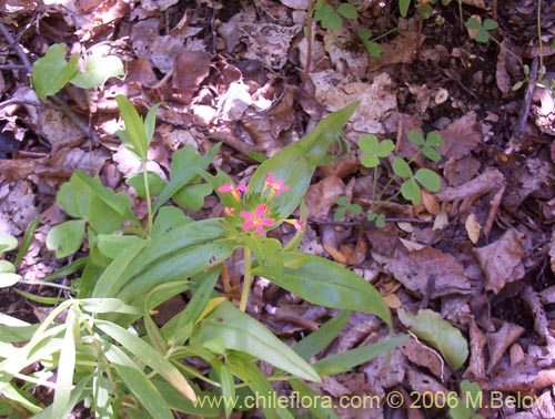 Фотография Collomia biflora (Colomia roja / Coxínea). Щелкните, чтобы увеличить вырез.