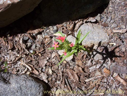 Bild von Collomia biflora (Colomia roja / Coxínea). Klicken Sie, um den Ausschnitt zu vergrössern.