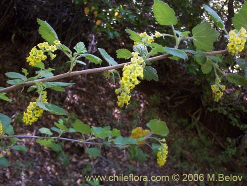 Bild von Ribes gayanum (Parilla / Zarzaparilla / Uvilla). Klicken Sie, um den Ausschnitt zu vergrössern.