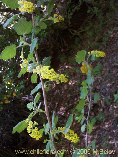 Bild von Ribes gayanum (Parilla / Zarzaparilla / Uvilla). Klicken Sie, um den Ausschnitt zu vergrössern.