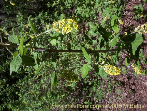 Bild von Ribes gayanum (Parilla / Zarzaparilla / Uvilla). Klicken Sie, um den Ausschnitt zu vergrössern.