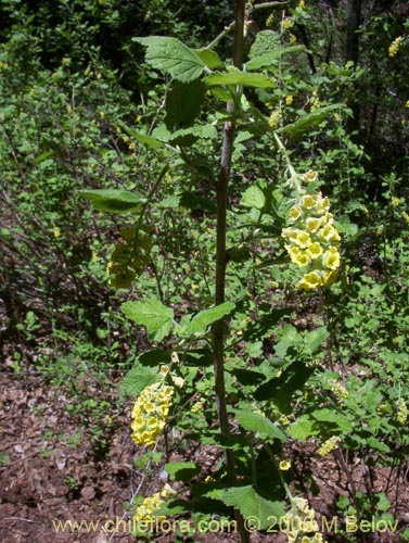 Bild von Ribes gayanum (Parilla / Zarzaparilla / Uvilla). Klicken Sie, um den Ausschnitt zu vergrössern.