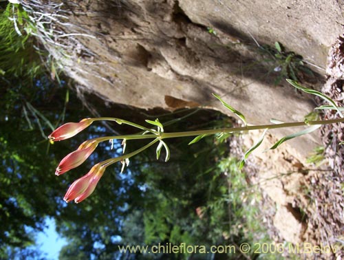 Alstroemeria ligtu ssp. ligtu의 사진