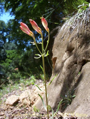 Image of Alstroemeria ligtu ssp. ligtu (Liuto). Click to enlarge parts of image.