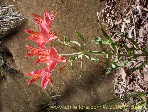 Bild von Alstroemeria ligtu ssp. ligtu (Liuto). Klicken Sie, um den Ausschnitt zu vergrössern.