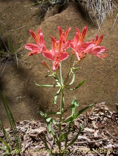 Image of Alstroemeria ligtu ssp. ligtu (Liuto). Click to enlarge parts of image.