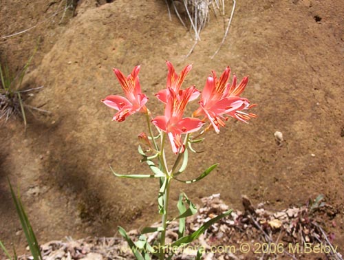 Image of Alstroemeria ligtu ssp. ligtu (Liuto). Click to enlarge parts of image.