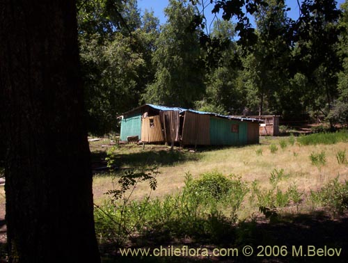 Image of a house which is falling apart.