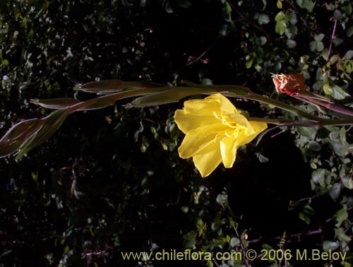 Imágen de Oenothera stricta (Flor de San José / Don Diego de la noche amarillo). Haga un clic para aumentar parte de imágen.