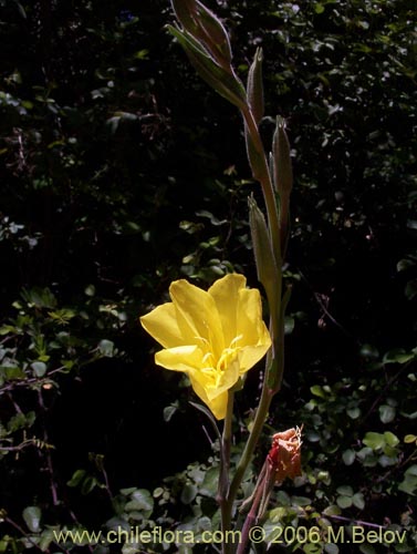 Фотография Oenothera stricta (Flor de San José / Don Diego de la noche amarillo). Щелкните, чтобы увеличить вырез.