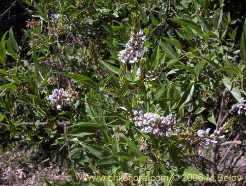 Bild von Psoralea glandulosa (Culén / Cule). Klicken Sie, um den Ausschnitt zu vergrössern.
