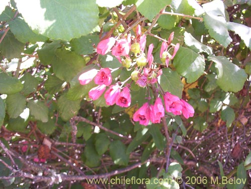 Image of Bomarea salsilla (Salsilla / Zarcilla / Copihuito). Click to enlarge parts of image.