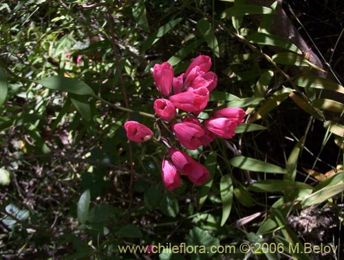 Image of Bomarea salsilla (Salsilla / Zarcilla / Copihuito). Click to enlarge parts of image.