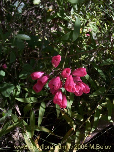 Bild von Bomarea salsilla (Salsilla / Zarcilla / Copihuito). Klicken Sie, um den Ausschnitt zu vergrössern.