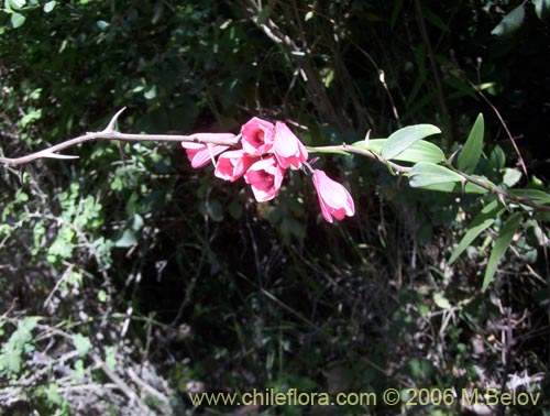 Bild von Bomarea salsilla (Salsilla / Zarcilla / Copihuito). Klicken Sie, um den Ausschnitt zu vergrössern.