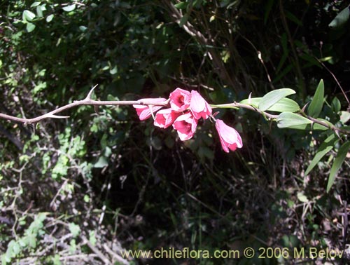 Bild von Bomarea salsilla (Salsilla / Zarcilla / Copihuito). Klicken Sie, um den Ausschnitt zu vergrössern.