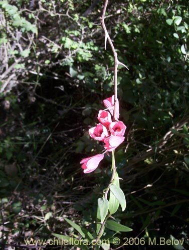 Imágen de Bomarea salsilla (Salsilla / Zarcilla / Copihuito). Haga un clic para aumentar parte de imágen.