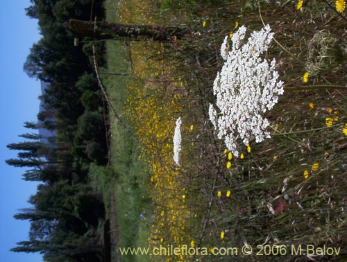 Imágen de Daucus carota (Zanahoria silvestre). Haga un clic para aumentar parte de imágen.