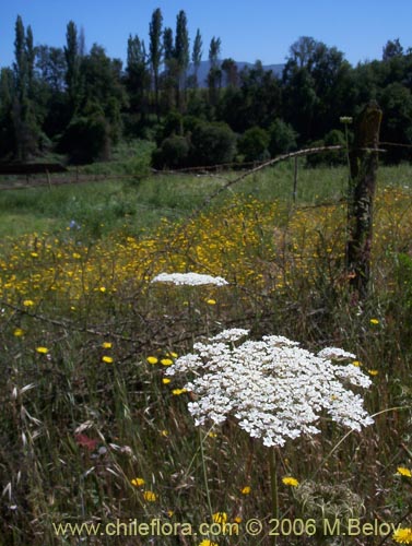 Imágen de Daucus carota (Zanahoria silvestre). Haga un clic para aumentar parte de imágen.