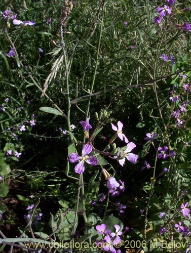 Image of Raphanus raphanistrum (Rabano silvestre). Click to enlarge parts of image.