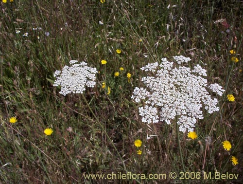 Image of Daucus carota (Zanahoria silvestre). Click to enlarge parts of image.