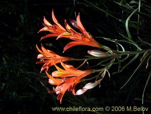 Image of Alstroemeria ligtu ssp. ligtu (Liuto). Click to enlarge parts of image.