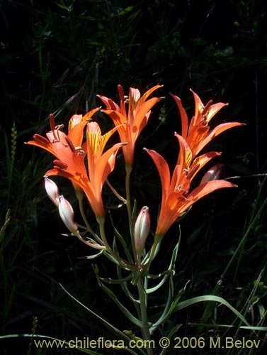 Фотография Alstroemeria ligtu ssp. ligtu (Liuto). Щелкните, чтобы увеличить вырез.