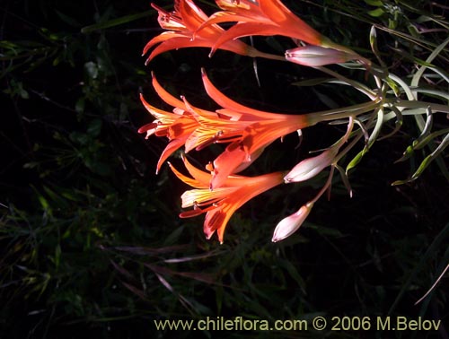 Image of Alstroemeria ligtu ssp. ligtu (Liuto). Click to enlarge parts of image.