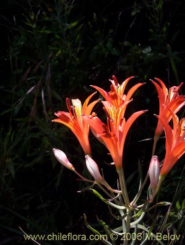 Image of Alstroemeria ligtu ssp. ligtu (Liuto). Click to enlarge parts of image.