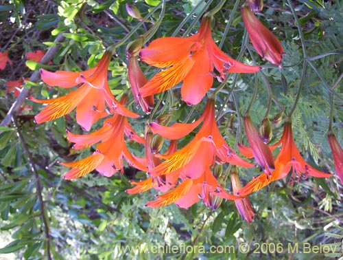 Image of Alstroemeria ligtu ssp. ligtu (Liuto). Click to enlarge parts of image.