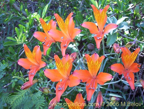 Alstroemeria ligtu ssp. ligtu의 사진