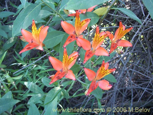 Image of Alstroemeria ligtu ssp. ligtu (Liuto). Click to enlarge parts of image.