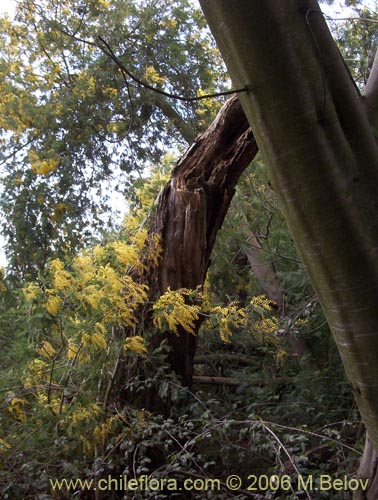 Image of Acacia dealbata (Aromo (de castilla)). Click to enlarge parts of image.