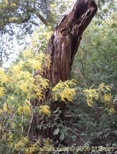 Фотография Acacia dealbata (Aromo (de castilla)). Щелкните, чтобы увеличить вырез.