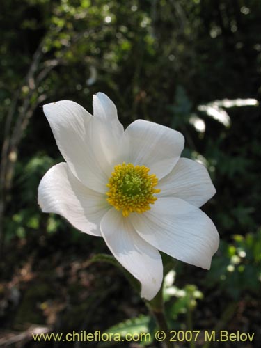 Anemone moorei의 사진