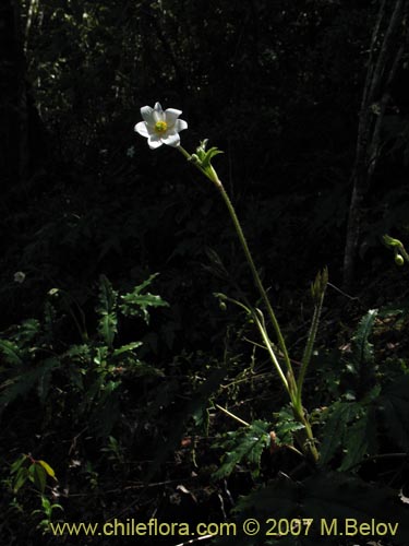 Bild von Anemone moorei (). Klicken Sie, um den Ausschnitt zu vergrössern.